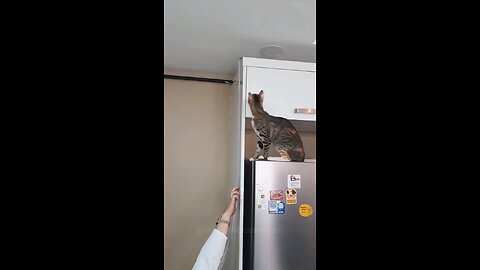 My Cat