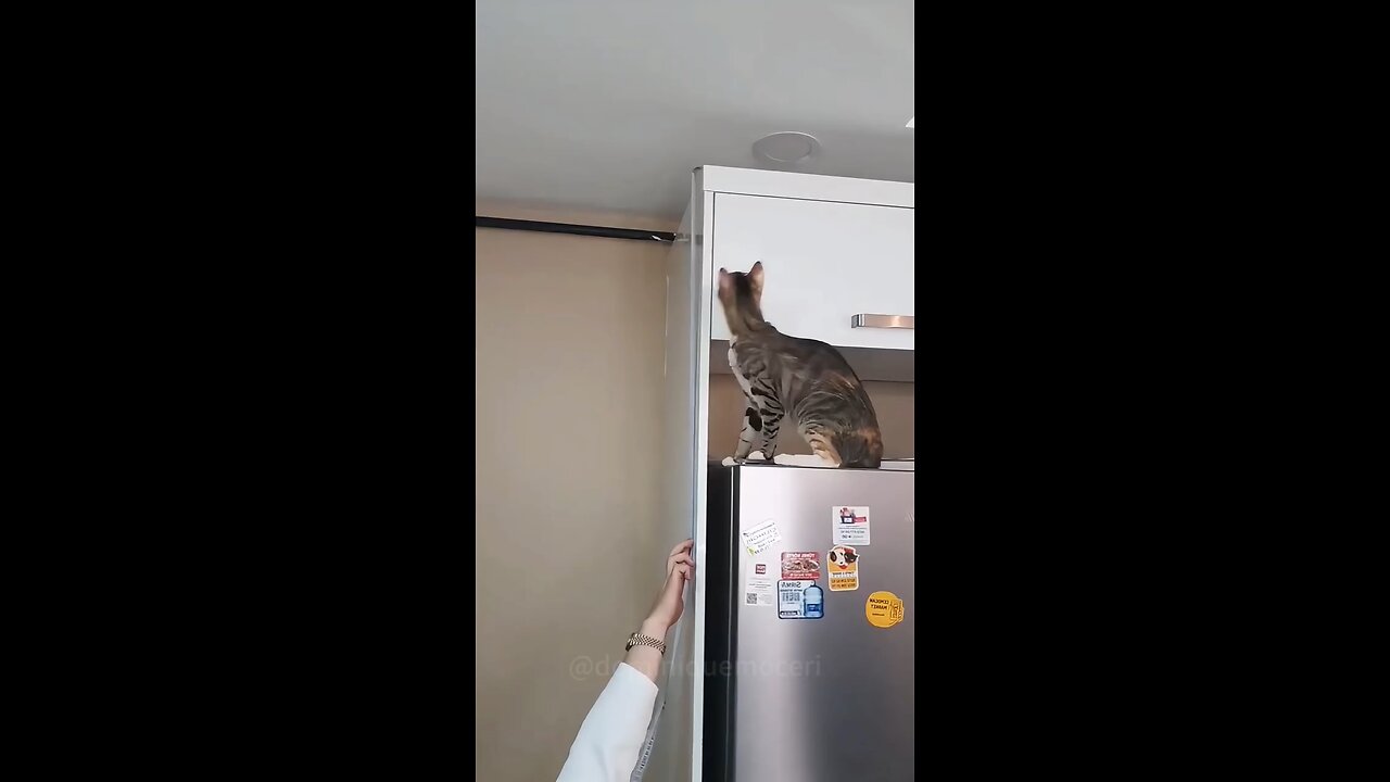 My Cat