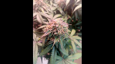 Mimosa cake week 12 day 4