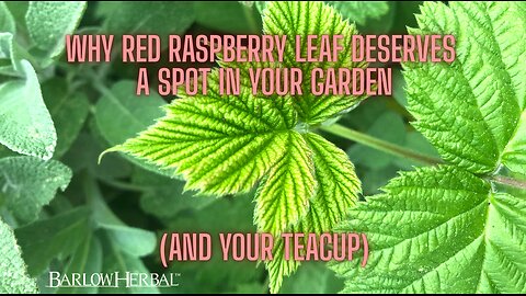 The Health Benefits of Red Raspberry Leaves