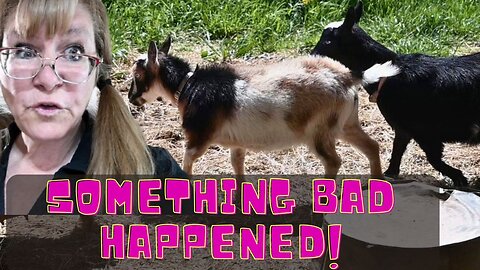 I THINK Something BAD Happened To One OF Our BARN Animals!