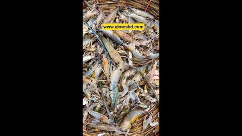 Bangladeshu Fish