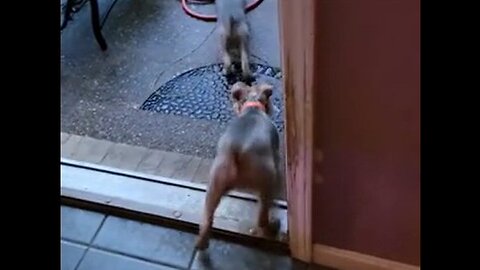 Not so tough anymore, huh? #funnydogs #yorkies