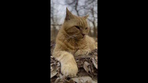 Cat in nature.