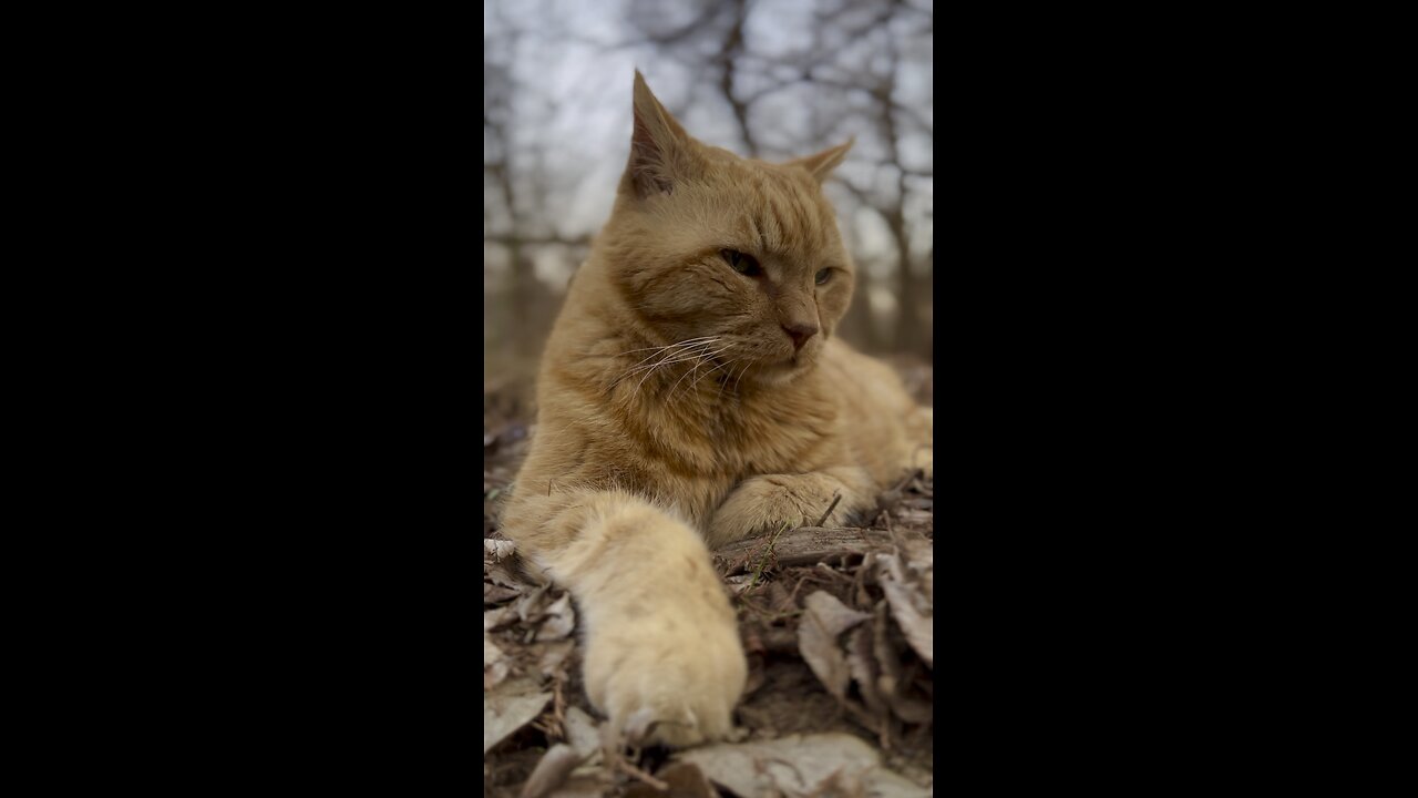 Cat in nature.