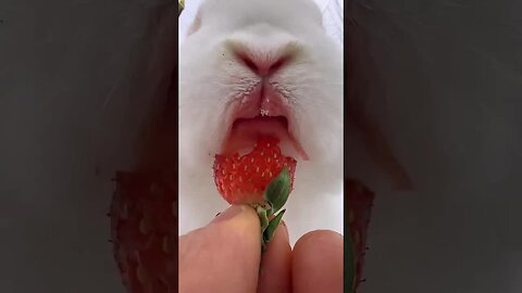 The little rabbit ate strawberries and dyed his mouth red. Cute pet debut plan. Rabbit. Pastoral