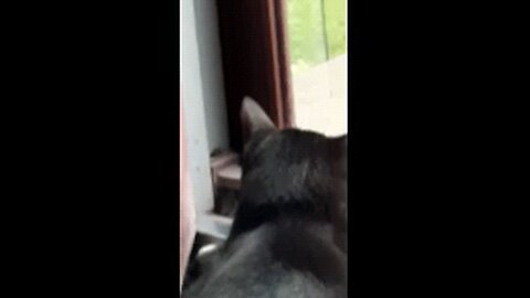 Cookie Cutter The Cat Watching Squirrel, Part 1, Dbn, MI, 8/26/25