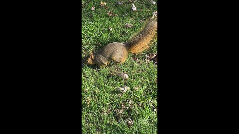 Squirrel 🐿️ #squirrel #followme #shorts #viral #trending