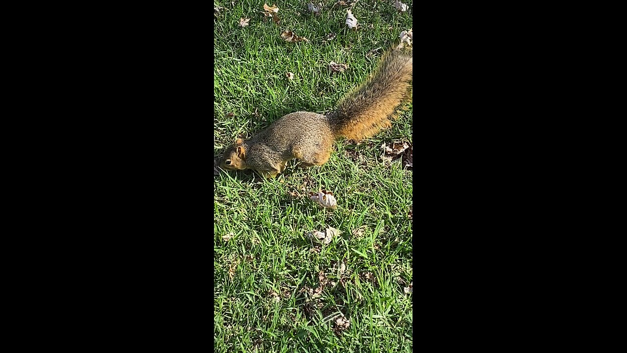 Squirrel 🐿️ #squirrel #followme #shorts #viral #trending