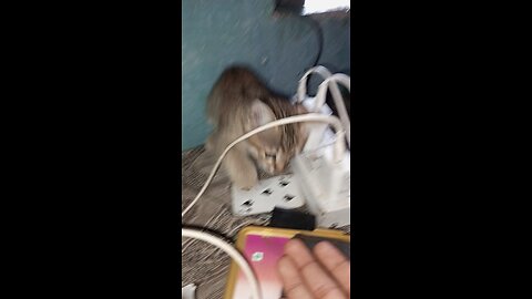 indian breed cat