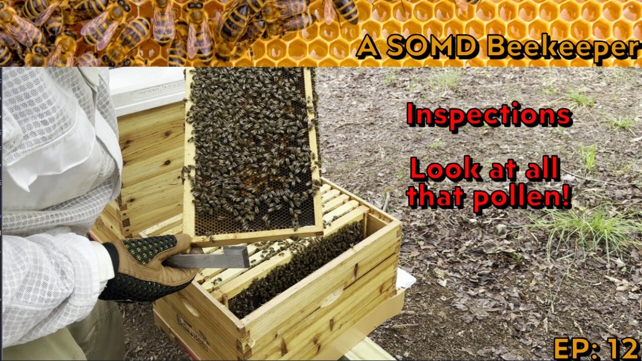 SOMD Beekeeping ep: 12 - Weekly Inspections