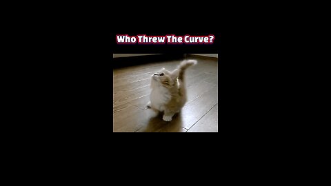 Butts Up, Trust Up: The Secret Feline Signal