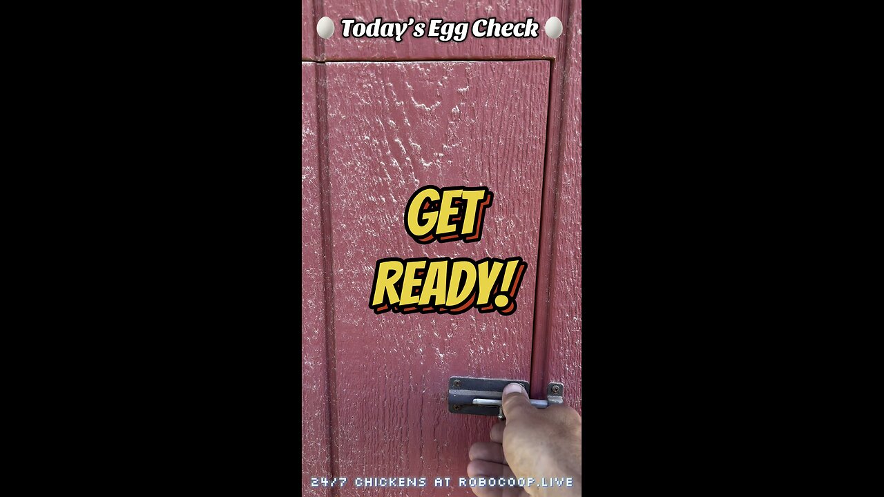 🥚 Today’s Egg Check! 🥚 🐔 #shorts