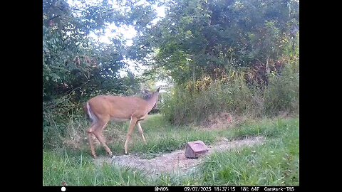Deer Cam 09 07 2025 Doe And Fawn Game Cam Trail Cam