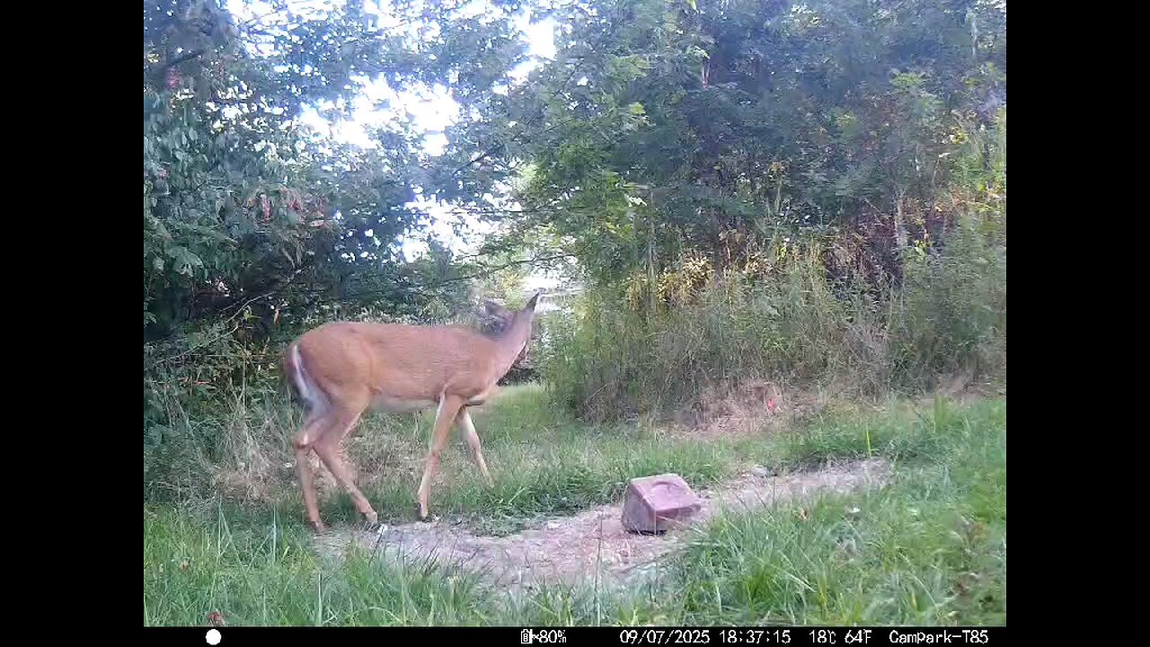 Deer Cam 09 07 2025 Doe And Fawn Game Cam Trail Cam