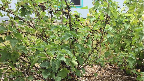 Pick n’ talk with PurdyDo. It is doing season.