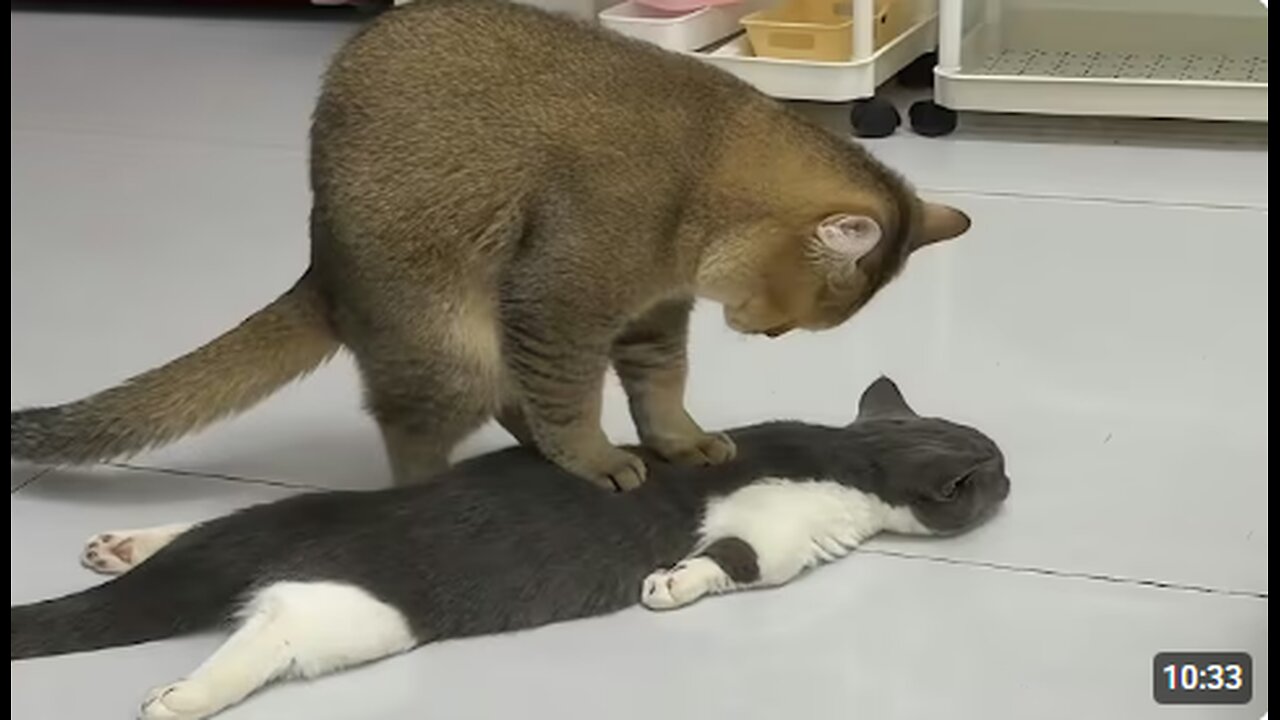 Cats Being Weird