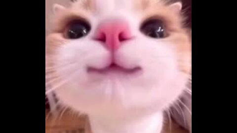 13 Signs Your Cat Trusts You Deeply 🐾💗