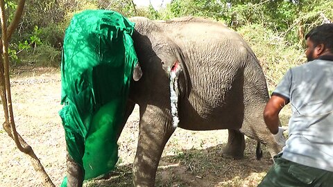 Young Angry Bull suffering with an Abscess popped in the leg,gets treated by wildlife heroes