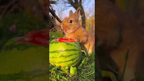 A little greedy rabbit, a cute pet rabbit, a cute little pastoral pet