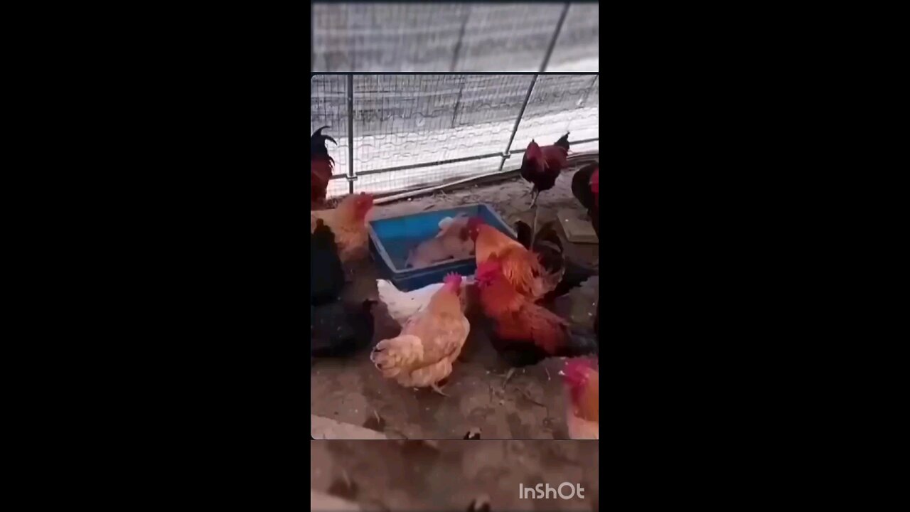 little fighting dogs