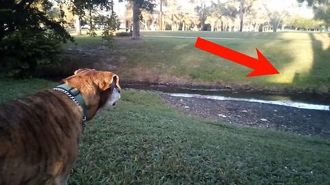 🚨⚠️THE SHADOW BARKER.. NATURE.. ANIMALS.. DOGS.. FLAT EARTH.. TARTARIA.. LUNCH BREAK