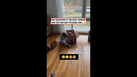 Lovely Cats