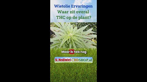 Waar zit overal THC op de plant?