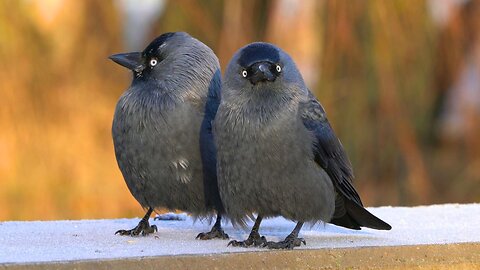 More Jackdaw Couples and Pairs This Time on Top of the Beach Rock Wall