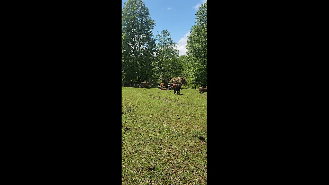 Cows and calves 2025.