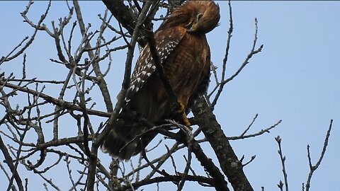 Red-shouldered Hawk & Purple Finch | Preening on a rainy Morning