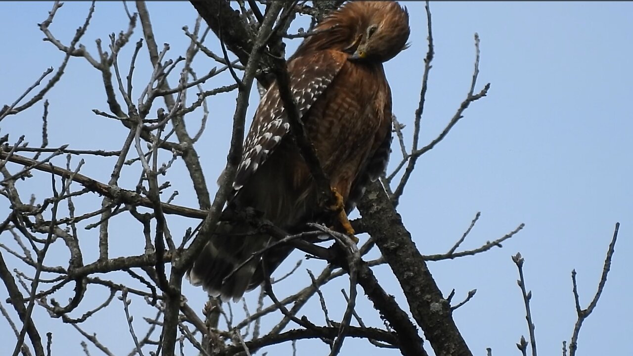 Red-shouldered Hawk & Purple Finch | Preening on a rainy Morning