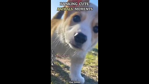 Cute Dogs #viral #trending