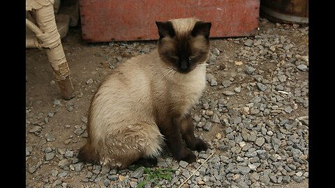 First time petting Manxi a dumped off abused cat.
