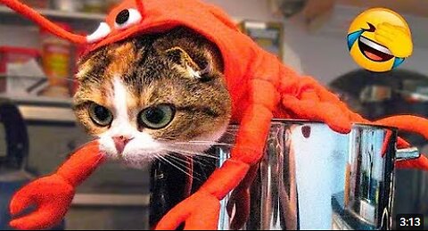 Funny Animal Videos 🤣 - Best Funny Dog and Cat Videos | Freaky_Things