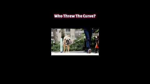Hot Walks, Cool Paws: Keeping Your Dog Safe When the Heat Rises #SummerSafety #DogLovers #Dogs
