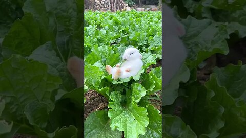 The little rabbit eats, falls asleep and is cute. The cute rabbit makes money in the new year. The