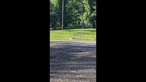 I saw this bird at the park. I don't know if it's a white pigeon or a dove.