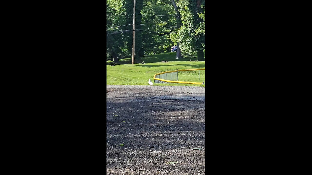 I saw this bird at the park. I don't know if it's a white pigeon or a dove.