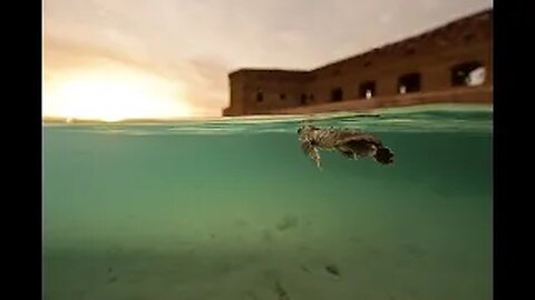 protecting the sea turtles