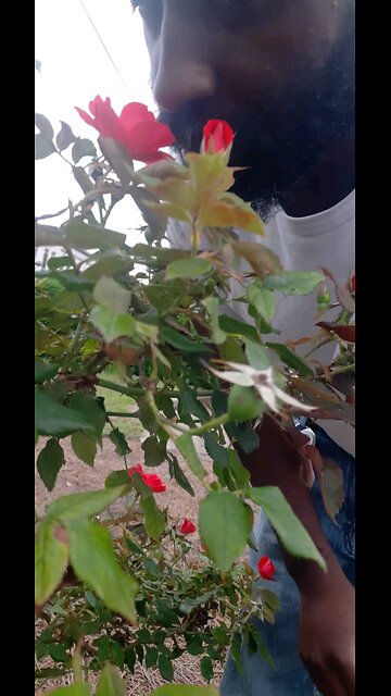 Smell the roses of life