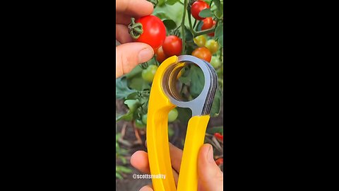 Best way to slice your tomatoes 🍅