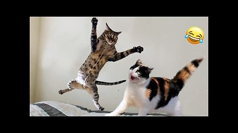 Hilarious Animal Moments That Will Make You Laugh Nonstop!
