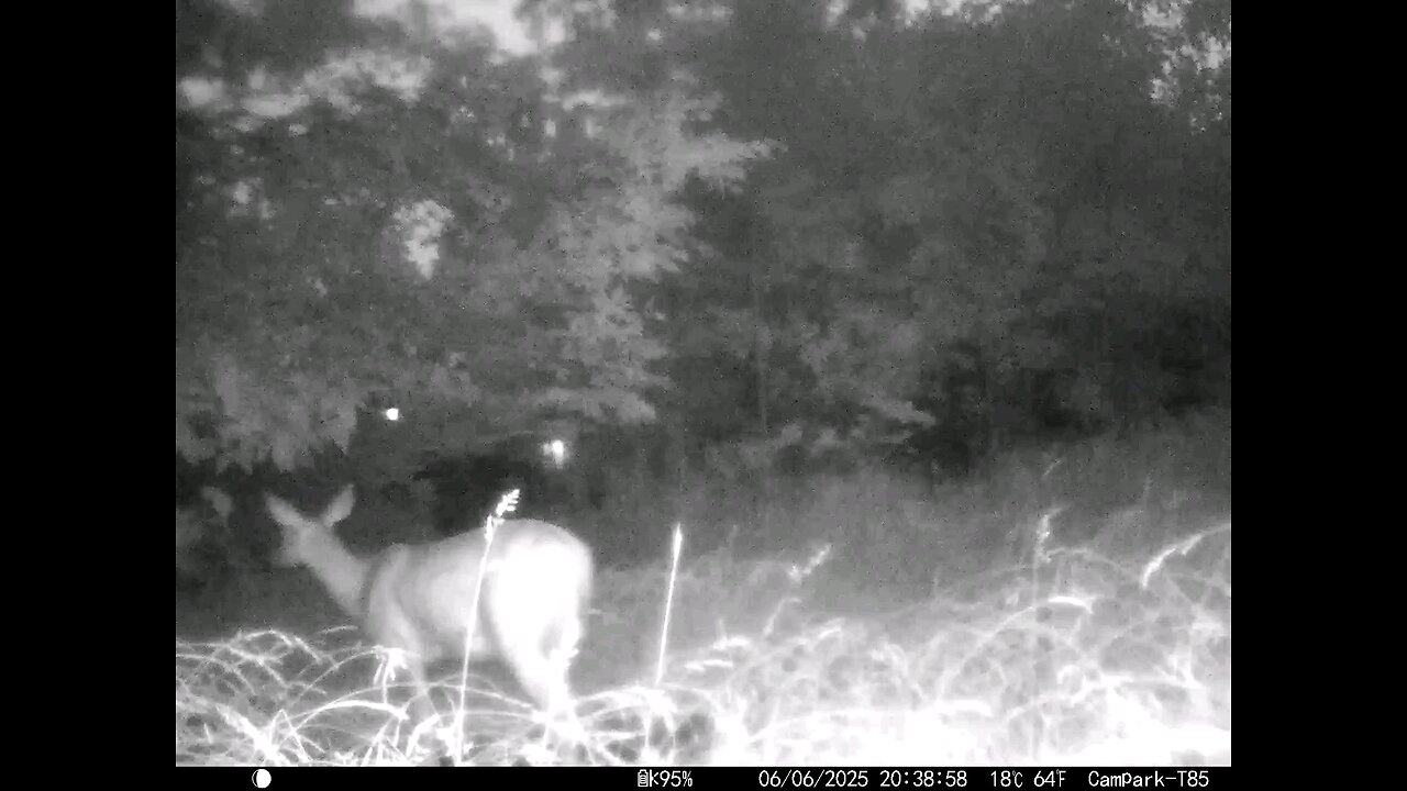 Deer Cam 06-06-2025 Game Cam Trail Cam
