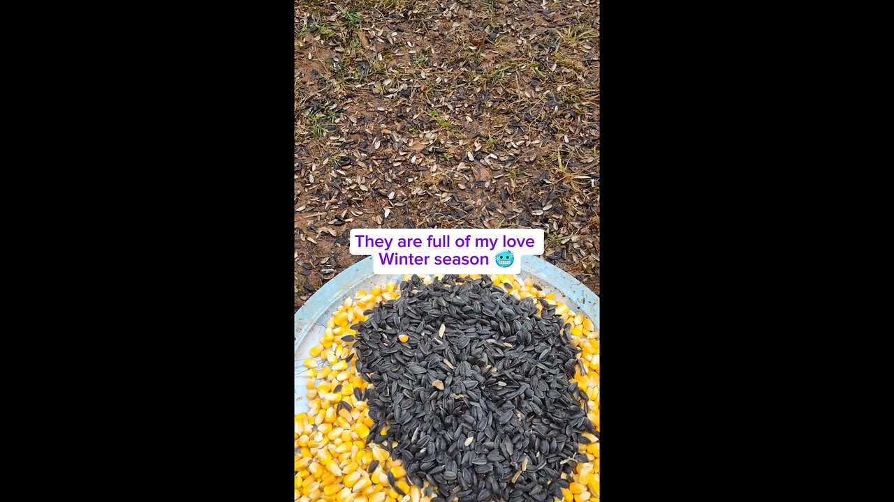 Woodland friend/Mika The Squirrel 💖