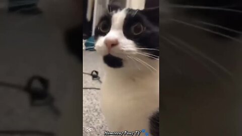 The Most Unexpectedly Funny Animal Reactions!