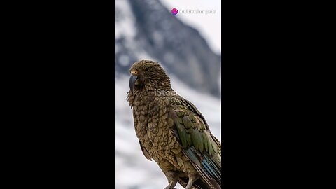 The Kea – The World’s Smartest and Most Mischievous Parrot!