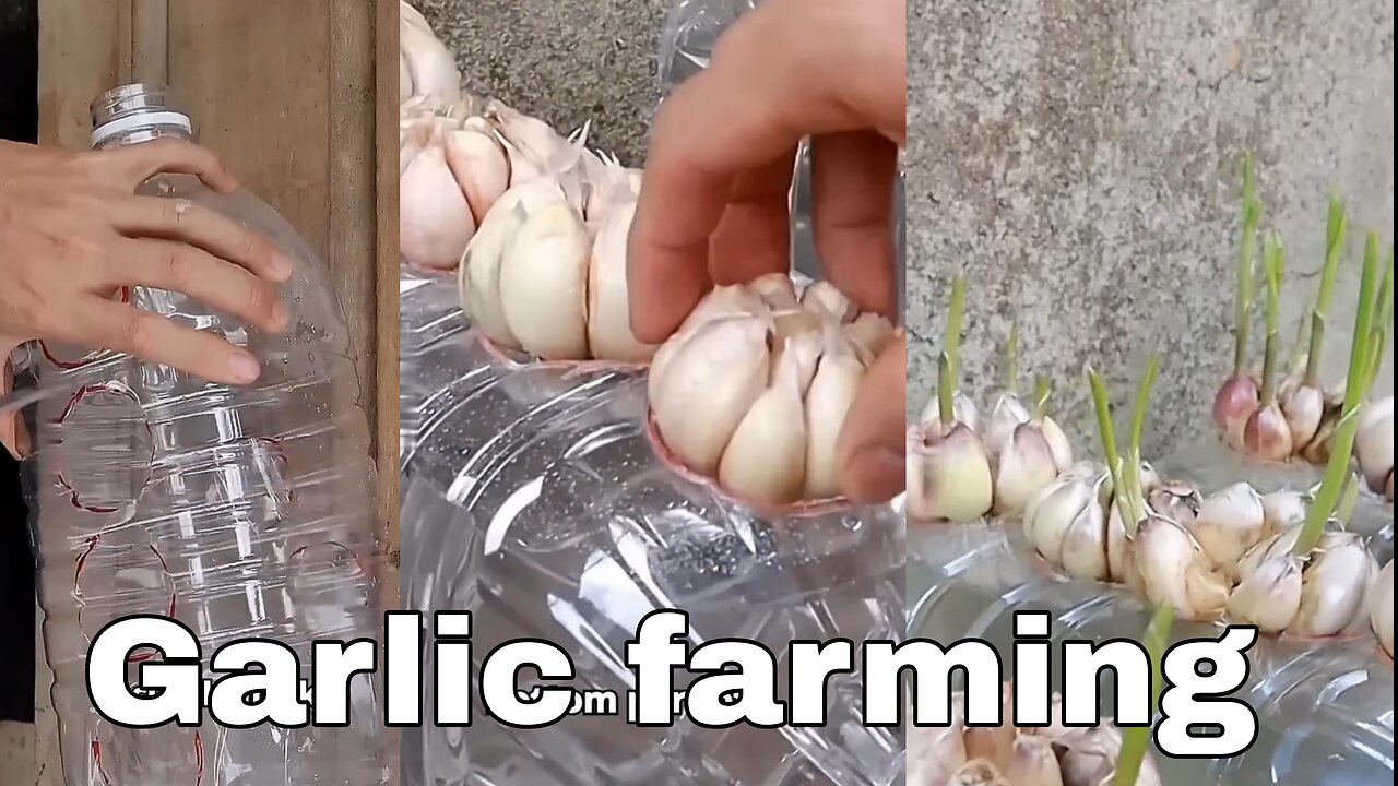 EASIEST Way to Grow Garlic at Home 🧄🏡