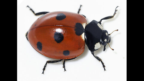 Lady Bug
