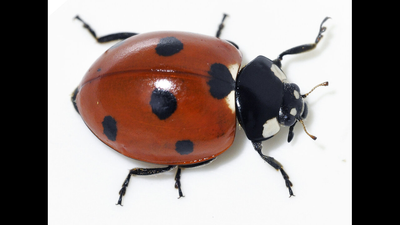 Lady Bug